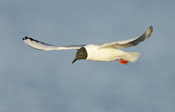 Bonaparte's Gull Chroicocephalus philadelphia