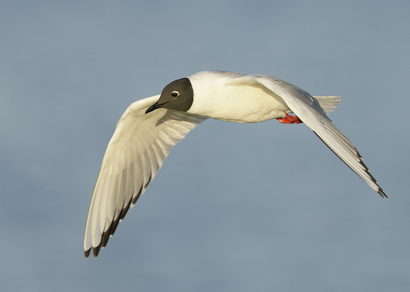 Bonaparte's Gull Chroicocephalus philadelphia