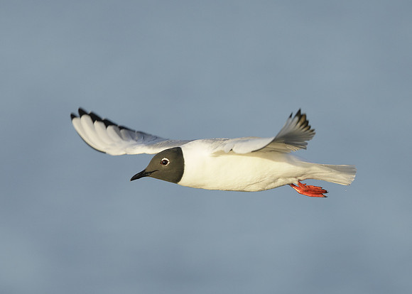 Bonaparte's Gull Chroicocephalus philadelphia