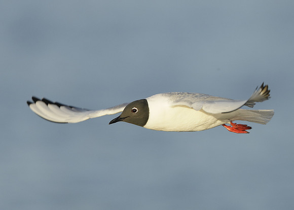 Bonaparte's Gull Chroicocephalus philadelphia