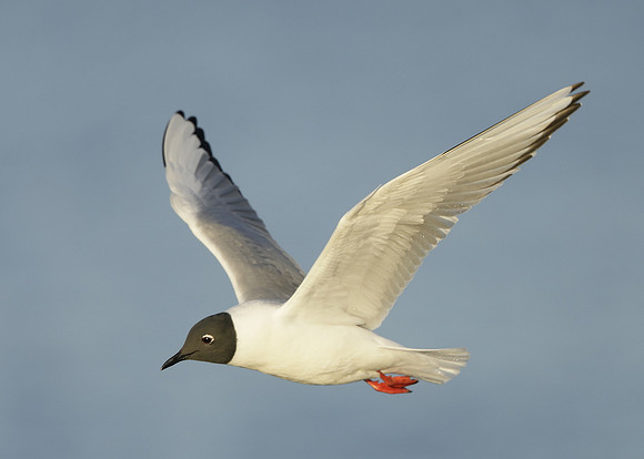 Bonaparte's Gull Chroicocephalus philadelphia