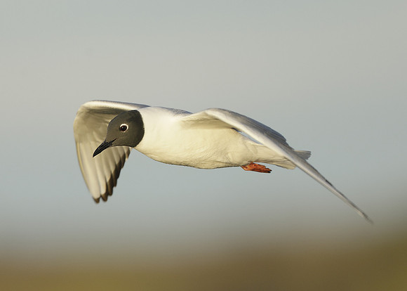 Bonaparte's Gull Chroicocephalus philadelphia