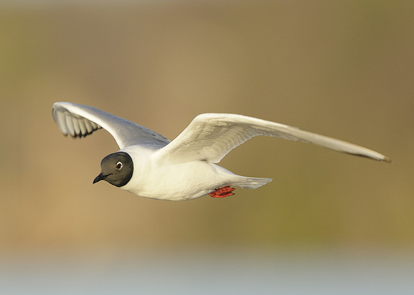 Bonaparte's Gull Chroicocephalus philadelphia
