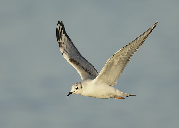 Bonaparte's Gull Chroicocephalus philadelphia