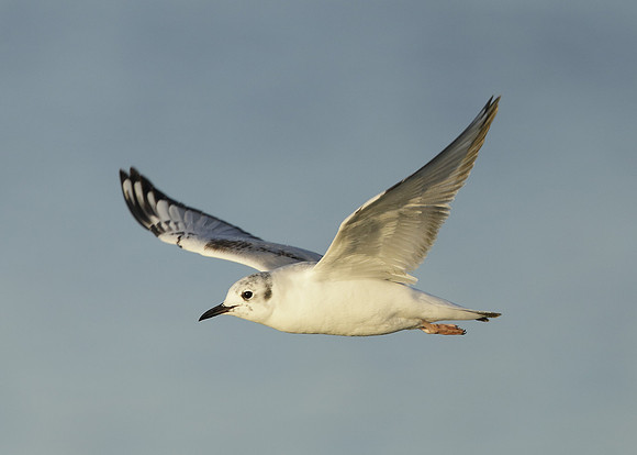 Bonaparte's Gull Chroicocephalus philadelphia