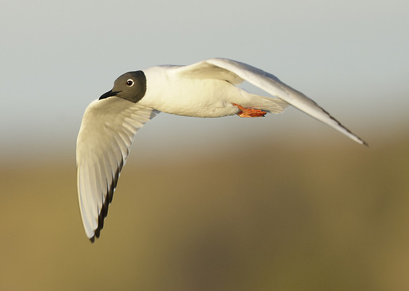 Bonaparte's Gull Chroicocephalus philadelphia