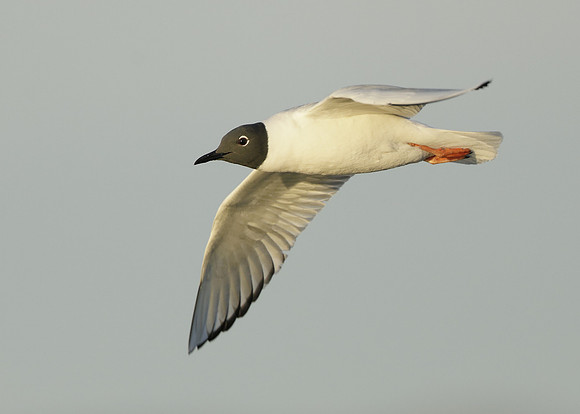Bonaparte's Gull Chroicocephalus philadelphia