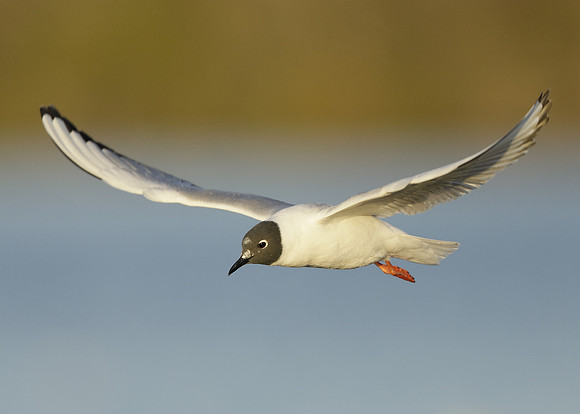 Bonaparte's Gull Chroicocephalus philadelphia