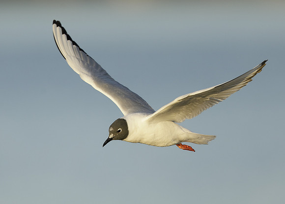 Bonaparte's Gull Chroicocephalus philadelphia