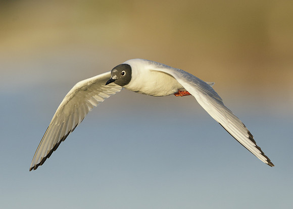 Bonaparte's Gull Chroicocephalus philadelphia