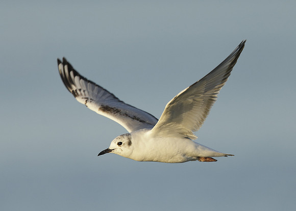Bonaparte's Gull Chroicocephalus philadelphia