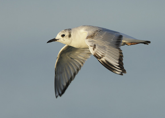Bonaparte's Gull Chroicocephalus philadelphia