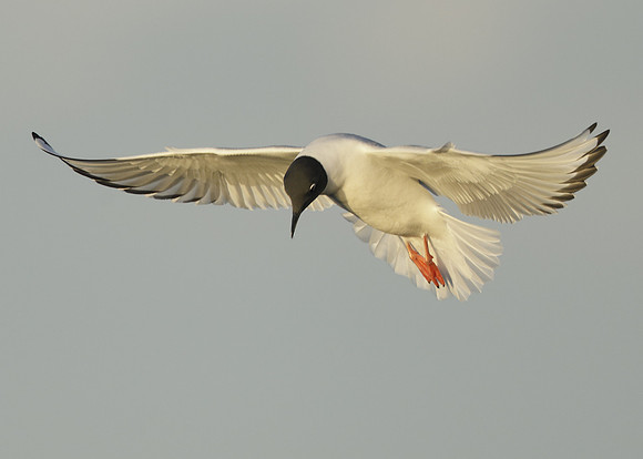 Bonaparte's Gull Chroicocephalus philadelphia