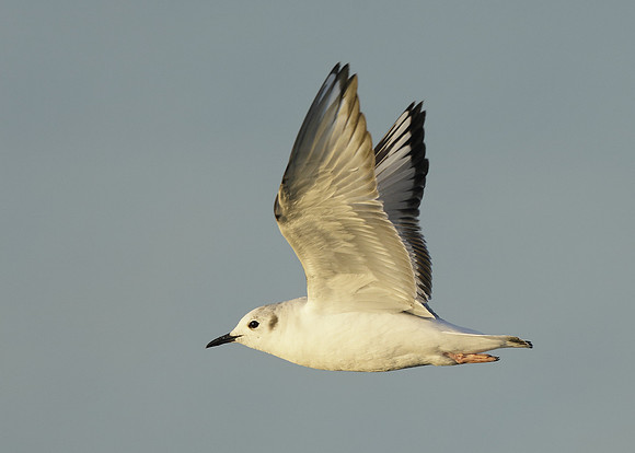 Bonaparte's Gull Chroicocephalus philadelphia