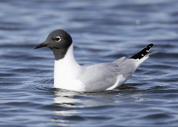 Bonaparte's Gull Chroicocephalus philadelphia