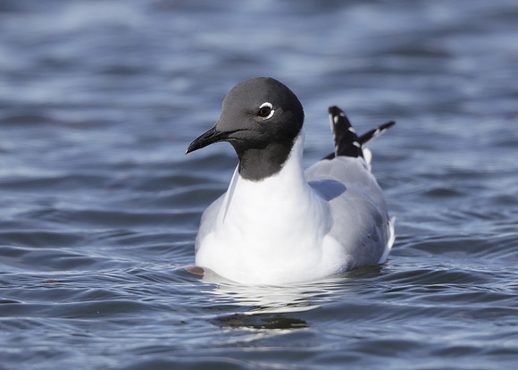 Bonaparte's Gull Chroicocephalus philadelphia