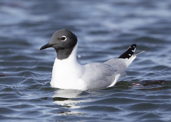 Bonaparte's Gull Chroicocephalus philadelphia