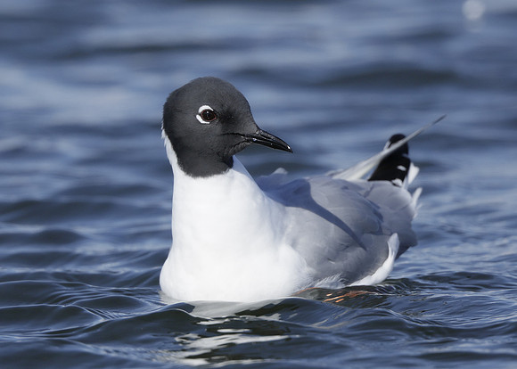 Bonaparte's Gull Chroicocephalus philadelphia