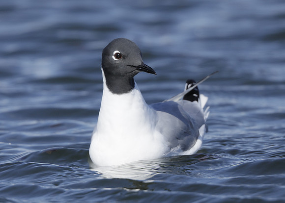 Bonaparte's Gull Chroicocephalus philadelphia