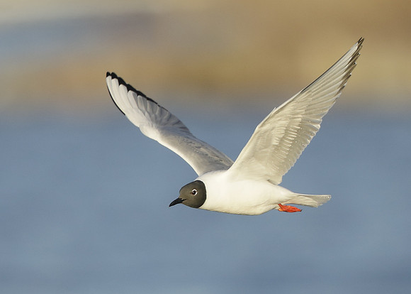 Bonaparte's Gull Chroicocephalus philadelphia