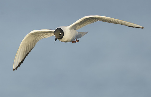Bonaparte's Gull Chroicocephalus philadelphia