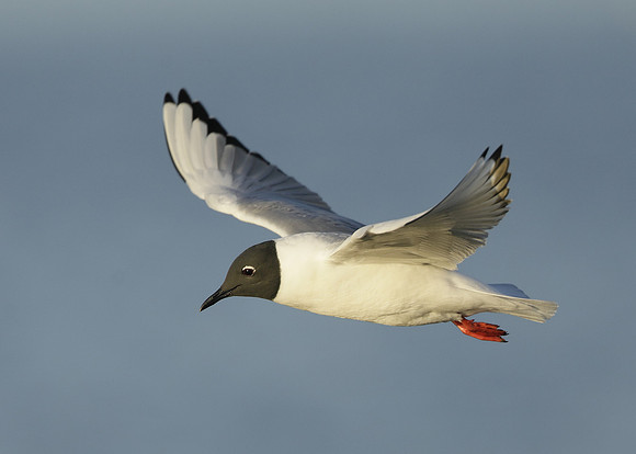 Bonaparte's Gull Chroicocephalus philadelphia