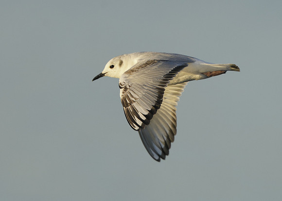 Bonaparte's Gull Chroicocephalus philadelphia