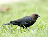 Brown-headed Cowbird Molothrus ater