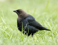 Brown-headed Cowbird Molothrus ater