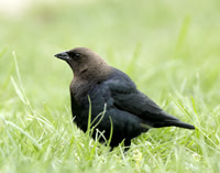 Brown-headed Cowbird Molothrus ater
