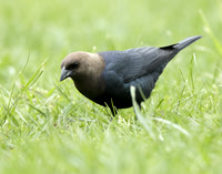 Brown-headed Cowbird Molothrus ater