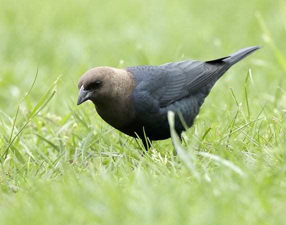 Brown-headed Cowbird Molothrus ater