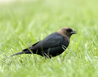 Brown-headed Cowbird Molothrus ater