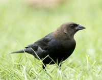 Brown-headed Cowbird Molothrus ater