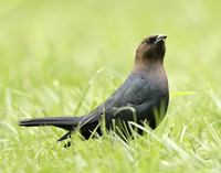 Brown-headed Cowbird Molothrus ater
