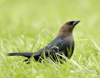 Brown-headed Cowbird Molothrus ater