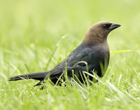 Brown-headed Cowbird Molothrus ater