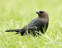 Brown-headed Cowbird Molothrus ater