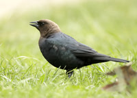Brown-headed Cowbird Molothrus ater