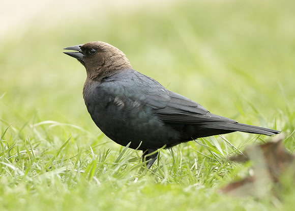 Brown-headed Cowbird Molothrus ater