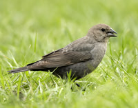 Brown-headed Cowbird Molothrus ater