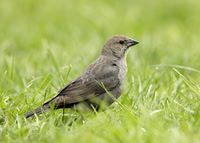 Brown-headed Cowbird Molothrus ater