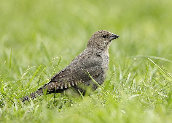 Brown-headed Cowbird Molothrus ater