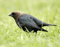 Brown-headed Cowbird Molothrus ater