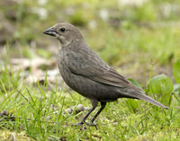 Brown-headed Cowbird Molothrus ater