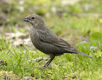 Brown-headed Cowbird Molothrus ater