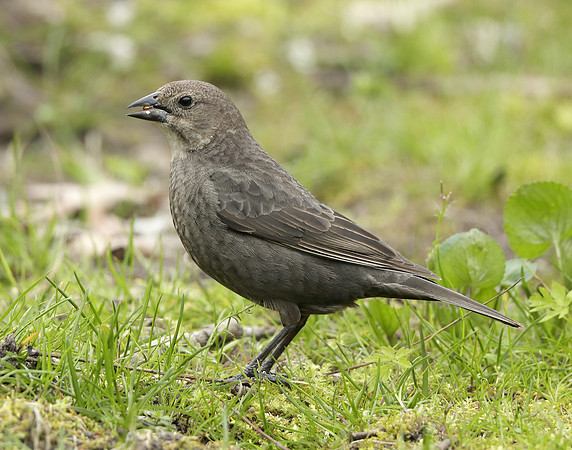 Brown-headed Cowbird Molothrus ater