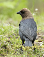 Brown-headed Cowbird Molothrus ater