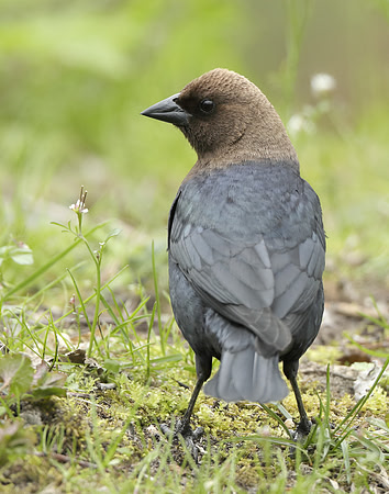Brown-headed Cowbird Molothrus ater