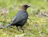 Brown-headed Cowbird Molothrus ater
